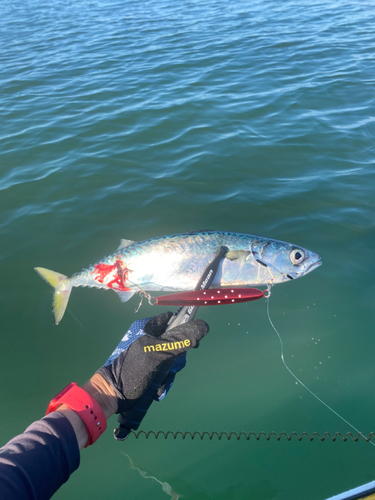 サバの釣果