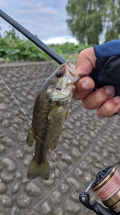 ラージマウスバスの釣果