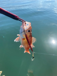 アカムツの釣果