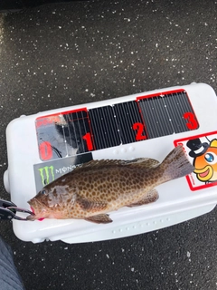 オオモンハタの釣果