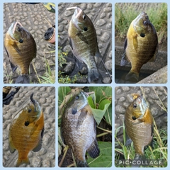 ブルーギルの釣果