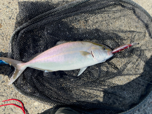 シオの釣果