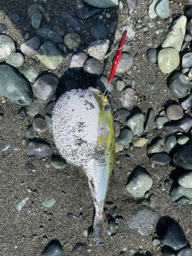 シロサバフグの釣果