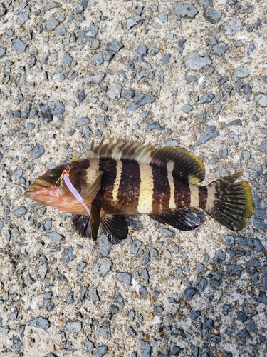 アオナの釣果