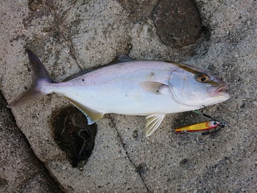 ショゴの釣果