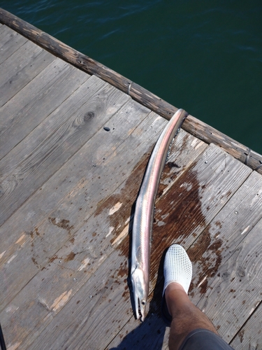 ハモの釣果