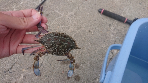 タイワンガザミの釣果