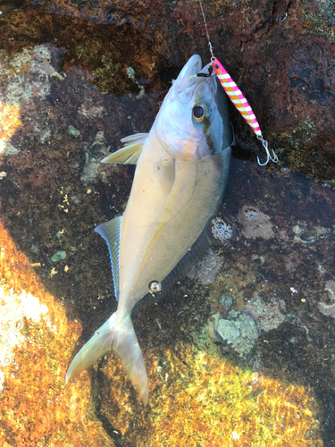 ショゴの釣果