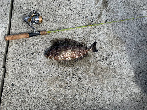 アイゴの釣果