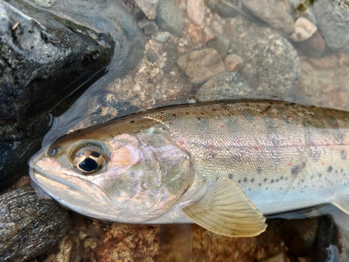 アマゴの釣果