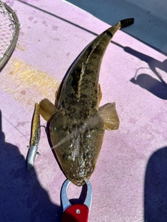 マゴチの釣果