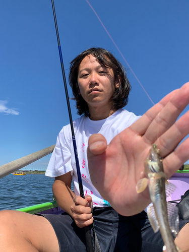 マハゼの釣果