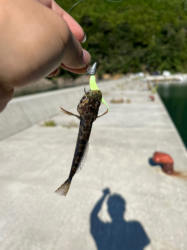 アナハゼの釣果