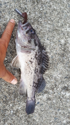 クロソイの釣果