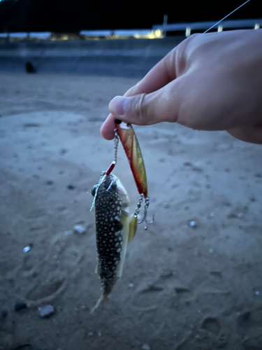 クサフグの釣果