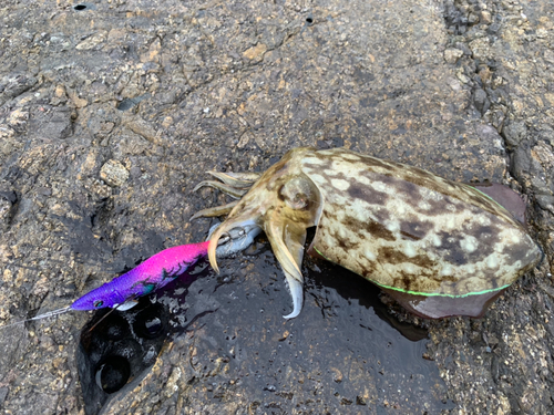 コウイカの釣果