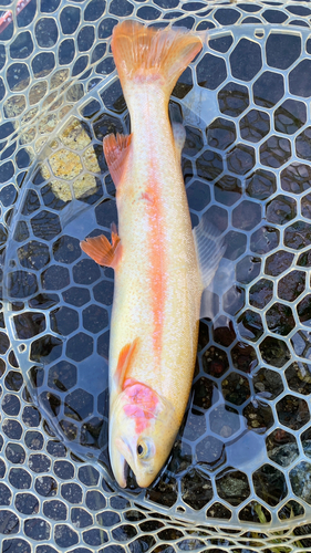 アルビノニジマスの釣果