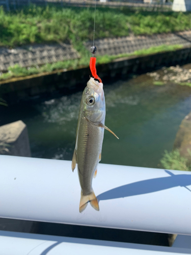 ウグイの釣果