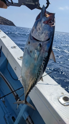 スマガツオの釣果