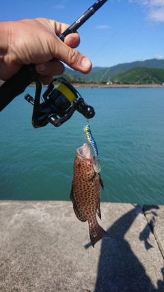 オオモンハタの釣果
