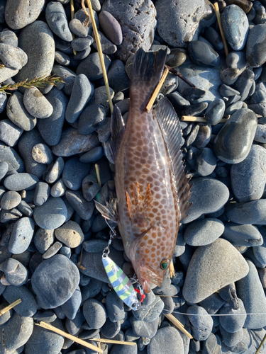 オオモンハタの釣果