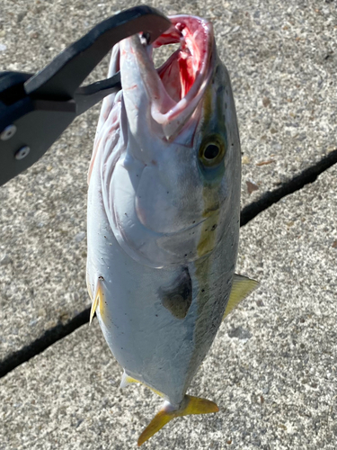 ツバスの釣果