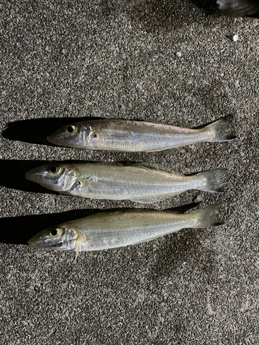 キスの釣果