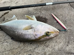 カンパチの釣果
