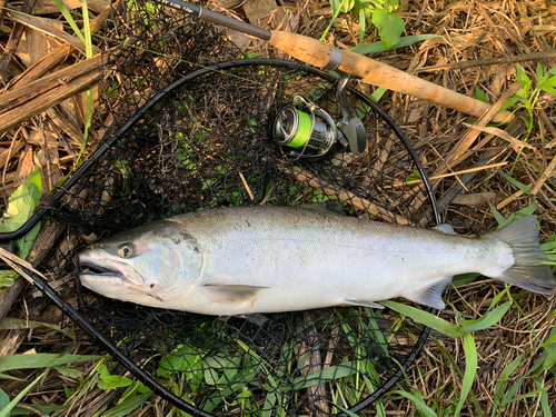 サクラマスの釣果