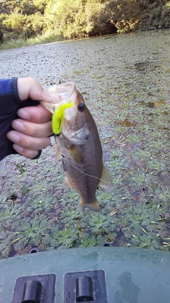 ブラックバスの釣果