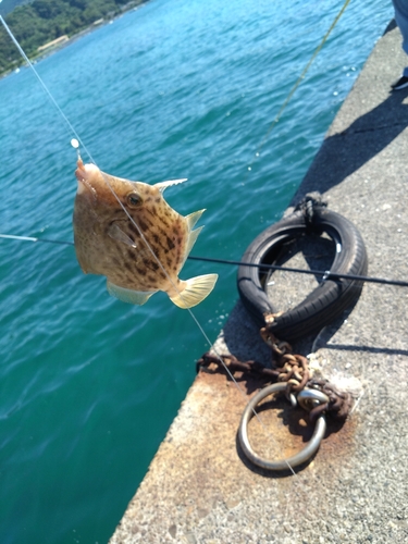 タカベの釣果