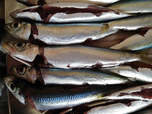 ウルメイワシの釣果