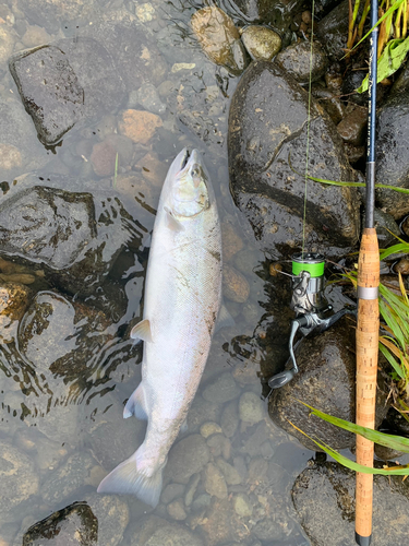 サクラマスの釣果