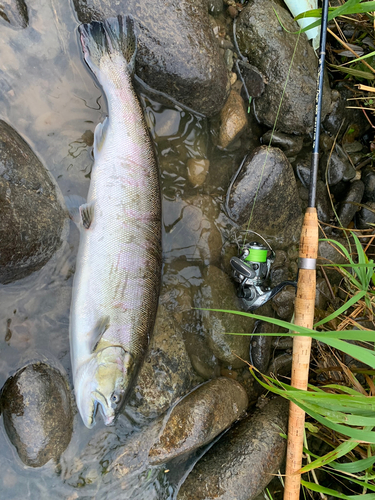 サクラマスの釣果