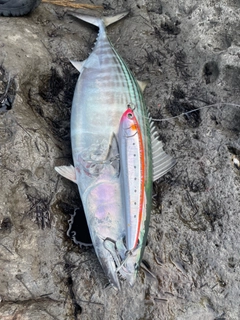 ハガツオの釣果