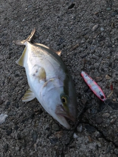 カンパチの釣果