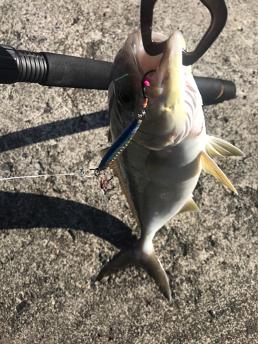 カンパチの釣果