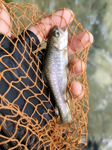 イワナの釣果