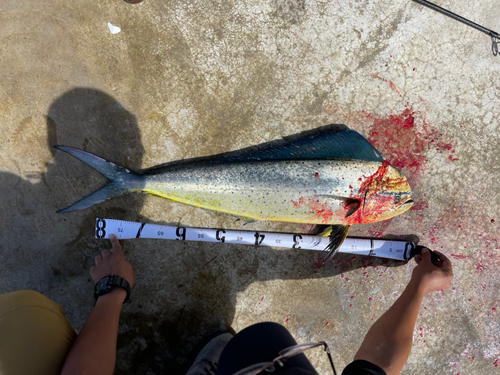 シイラの釣果