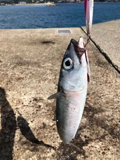 サバの釣果