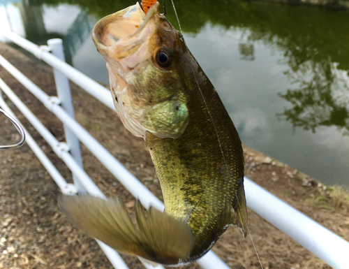 ラージマウスバスの釣果