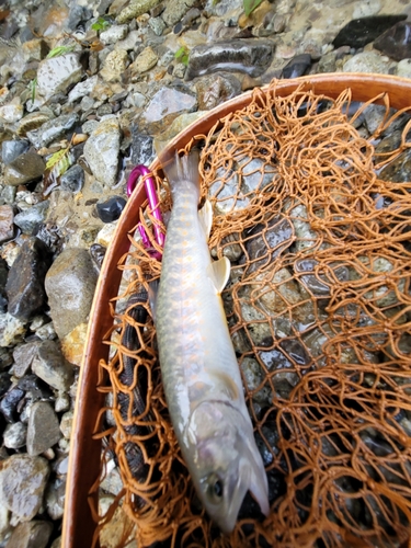 イワナの釣果