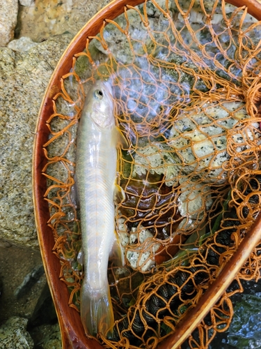 イワナの釣果