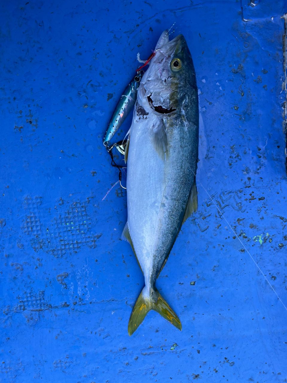 すぎっち0130さんの釣果 2枚目の画像