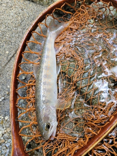 イワナの釣果