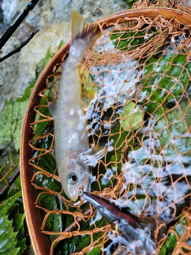 イワナの釣果