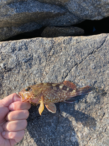 カサゴの釣果