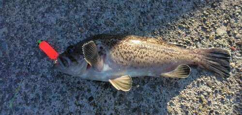 ソイの釣果