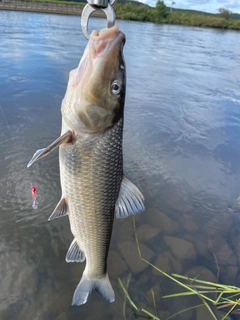 ニゴイの釣果