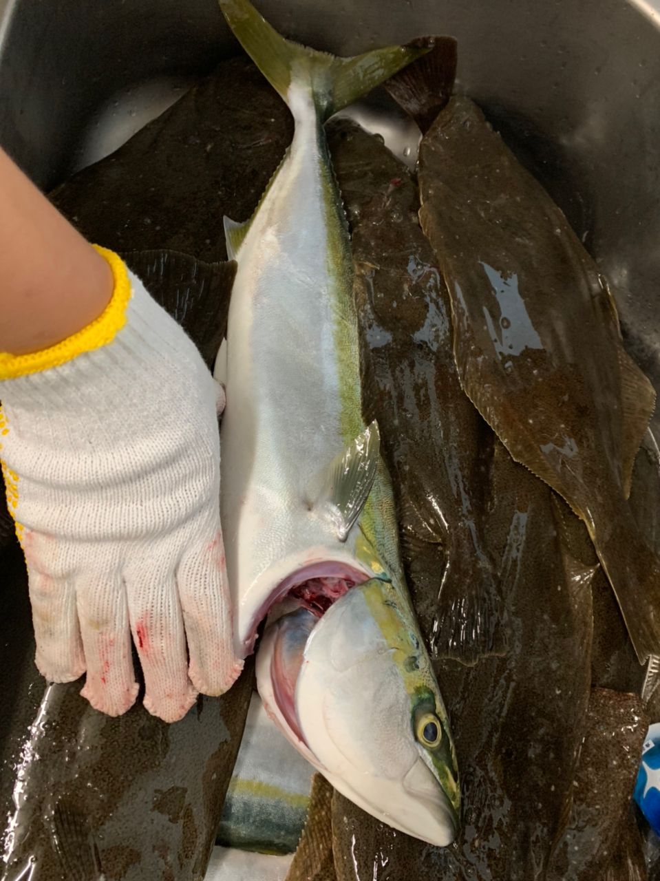 地元に帰りたいアングラーさんの釣果 2枚目の画像